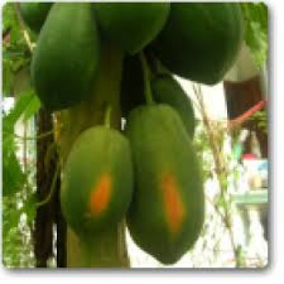 Papaya Shah Nanah - Seeds (30 seeds)